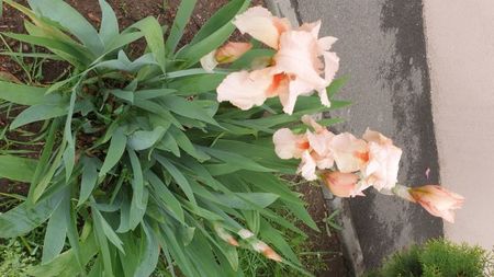 Iris