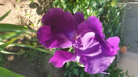 Iris
