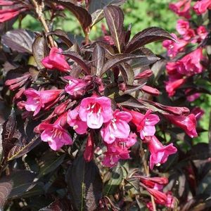 weigela-florida-alexandra (1)