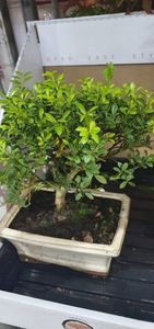 BONSAI ILEX 120LEI