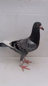 vandut