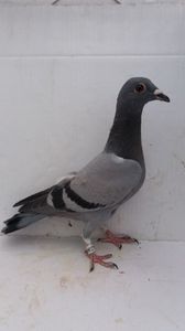 vandut 25buc