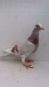 vandut 55buc