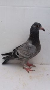 vandut