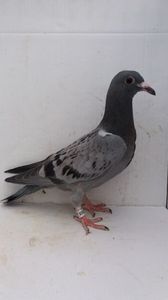 vandut