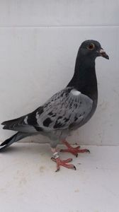 vandut 40buc