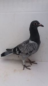 vandut