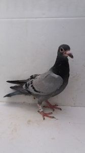 vandut