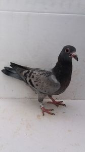 vandut