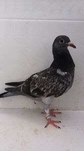 vandut
