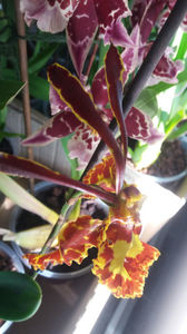 psychopsis papilio mariposa GV; Good morning butterfly!
