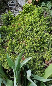 Picea abies-un conifer miniatural cu crestere lenta
