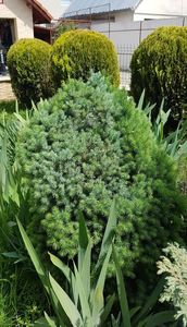 Alt picea glauca cu crestere lenta