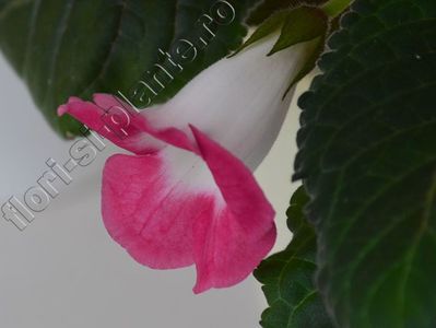 Sinningia Luci s Sweet Pink