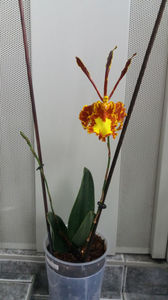 psychopsis papilio mariposa GV; si ...o poza pentru buletin
