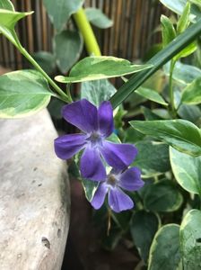 Vinca variegata