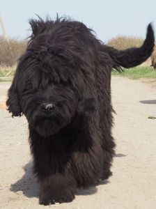 Ciobanesc de Brie Briard; Shayen 04.2020
