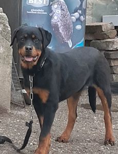 Rottweiler Caya; 05.2020 7 luni
