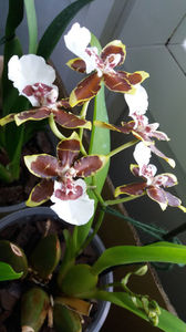 colmanara jungle monarch