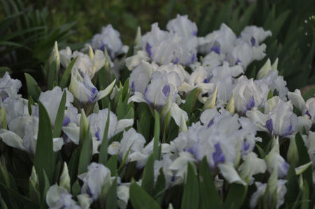 i6; _DSC0025
