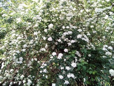 arbust spirea