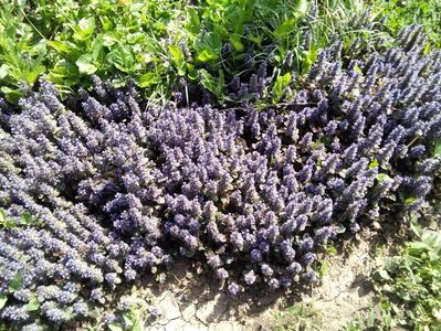 vinetica; ajuga reptans atropurpurea
