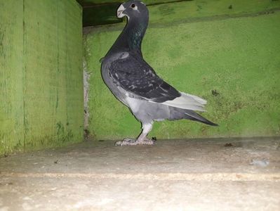 Vandut