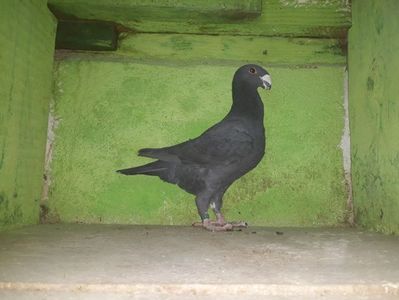 Vanduta