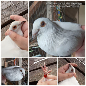 White dove Târgoviște; White pigeon
