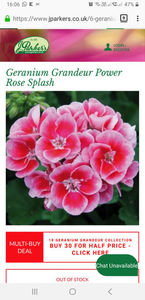 Geranium Grandeur Power Rose Splash