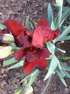 IMG-20200509-WA0012