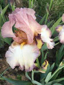 IMG-20200509-WA0016