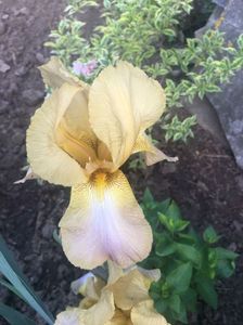 IMG-20200510-WA0014