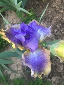 IMG-20200510-WA0016