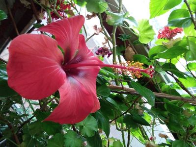 hibiscus; palnie rosu
