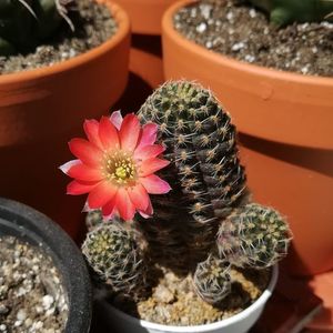 Rebutia Pygmaea