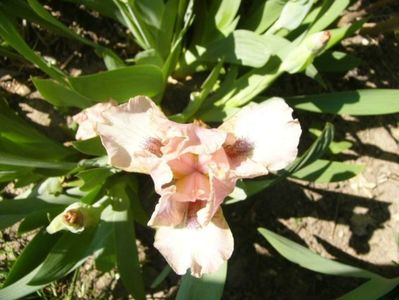 P1350593
