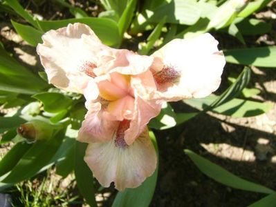 P1350594