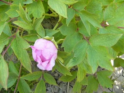 P1350618