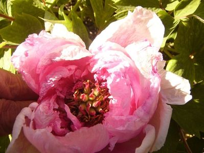 P1350675
