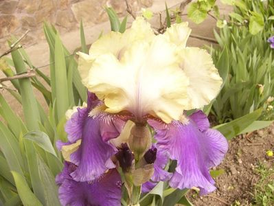 P1350681