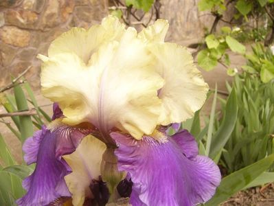P1350682
