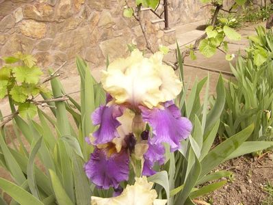 P1350683