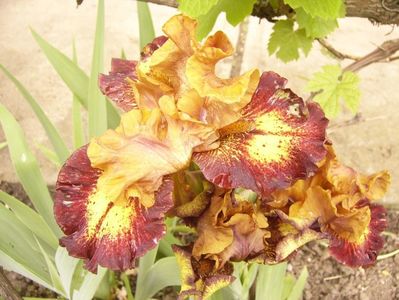 P1350685