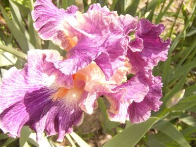 P1350768