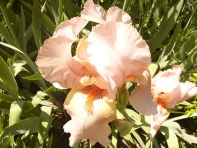 P1350779