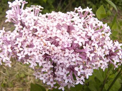 P1350784
