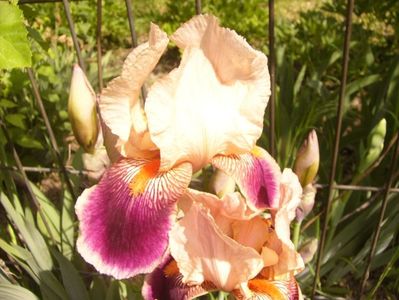 P1350859