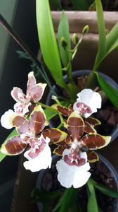colmanara jungle monarch