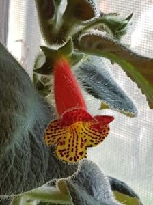 Bogotensis